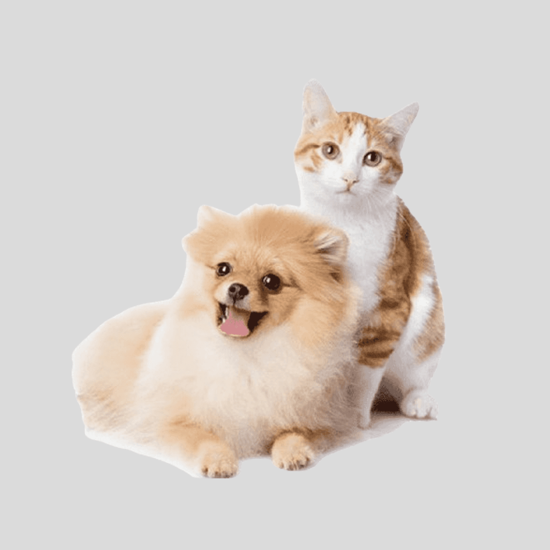 Mascotas